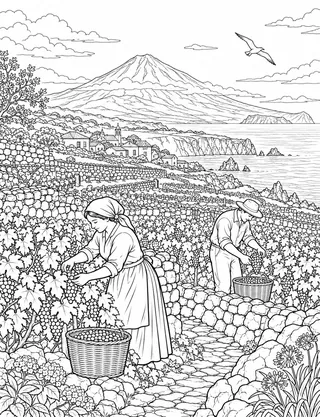 Detailed coloring page of Pico Mountain vineyard harvest